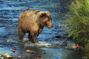 Abenteuer Yukon